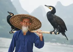 Pescador con cormoranes en el río Lijiang, Guilin