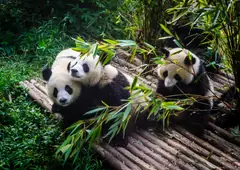 Pandas gigantes comiendo bambú, Chengdú