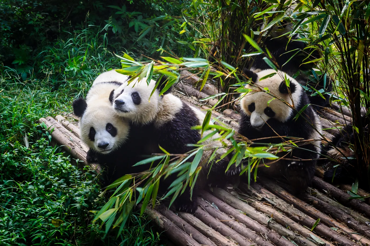 Pandas gigantes comiendo bambú, Chengdú