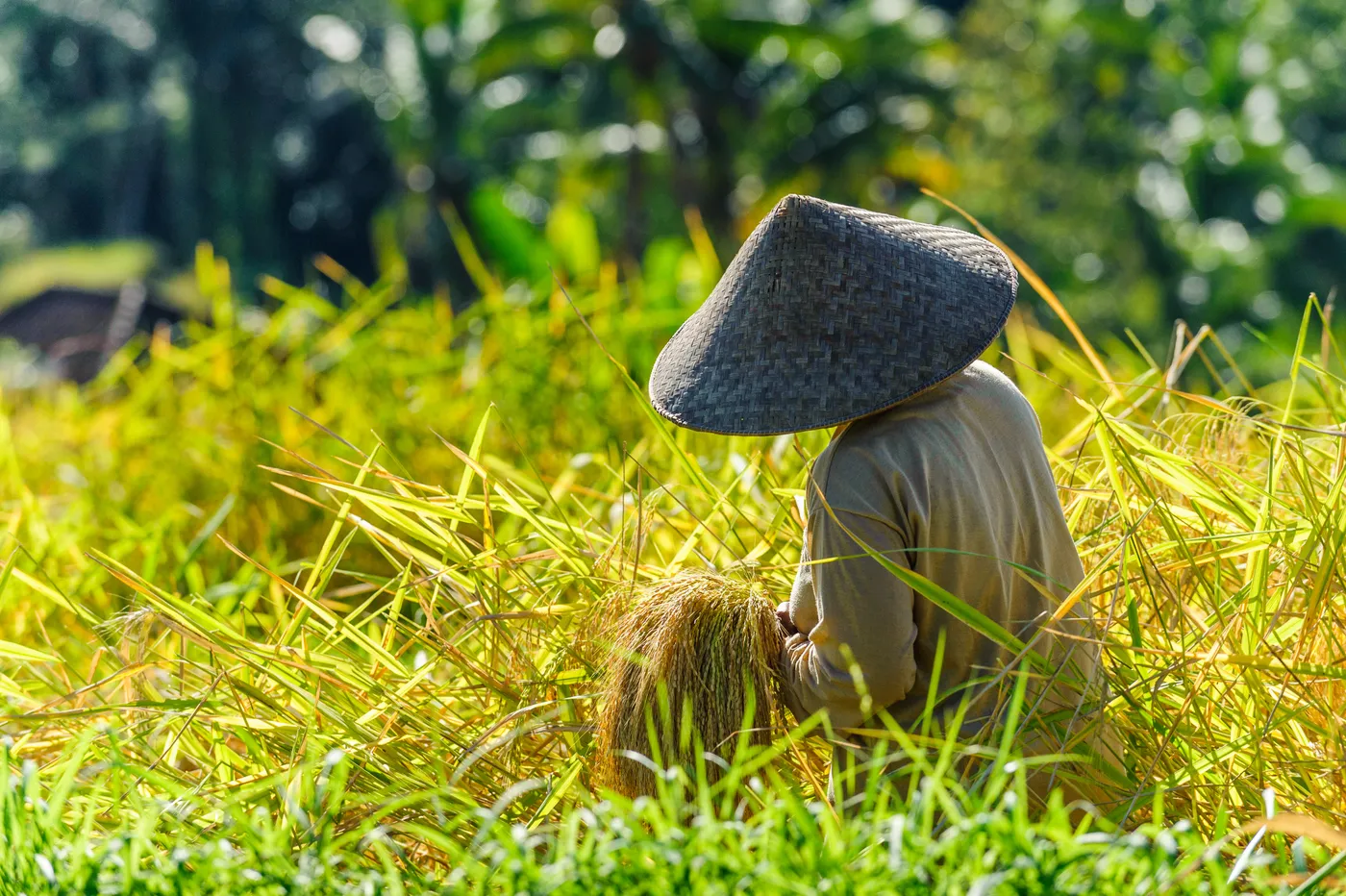 Cosecha de arroz en los arrozales de Bali